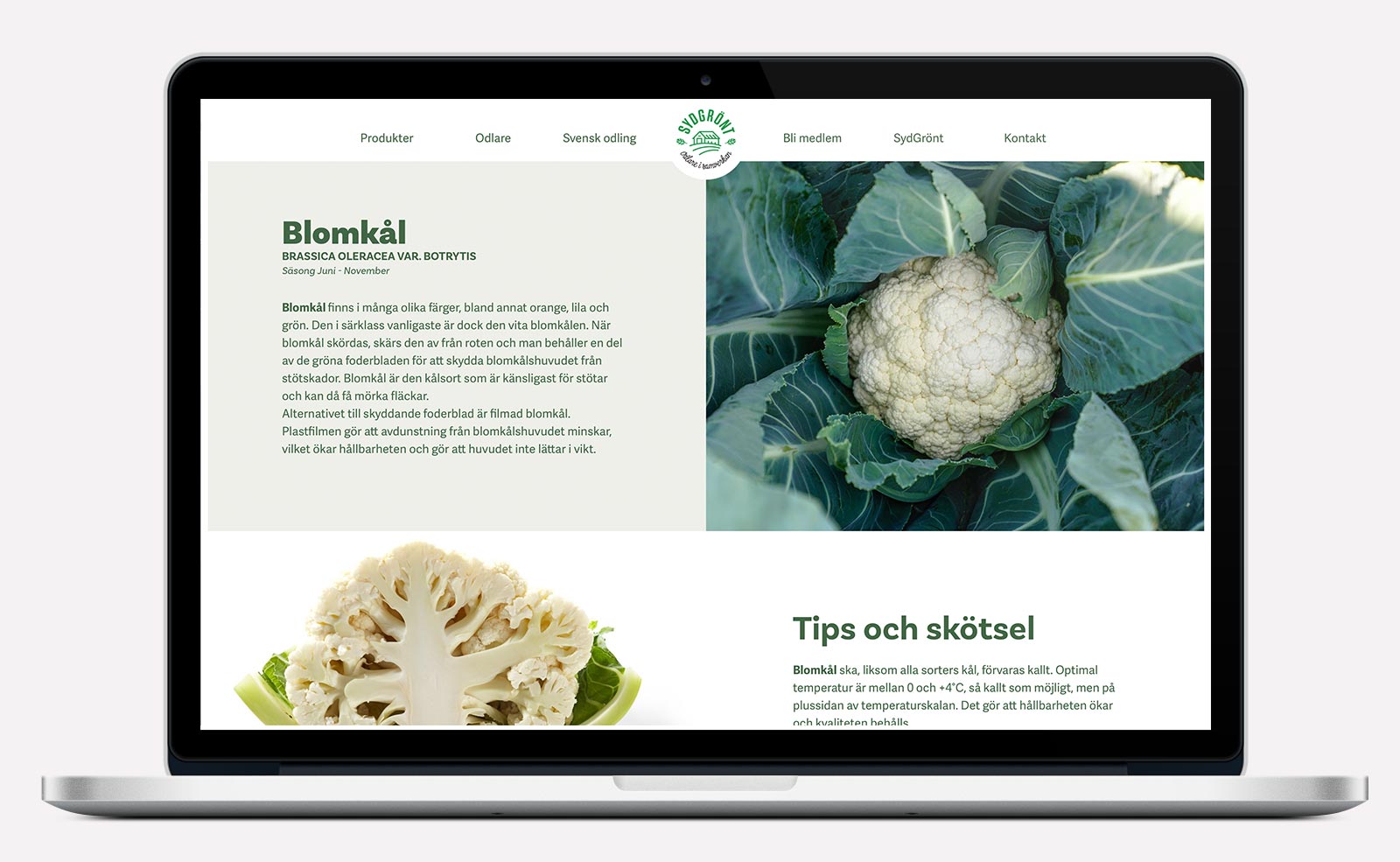 SydGrönt — produktsida blomkål